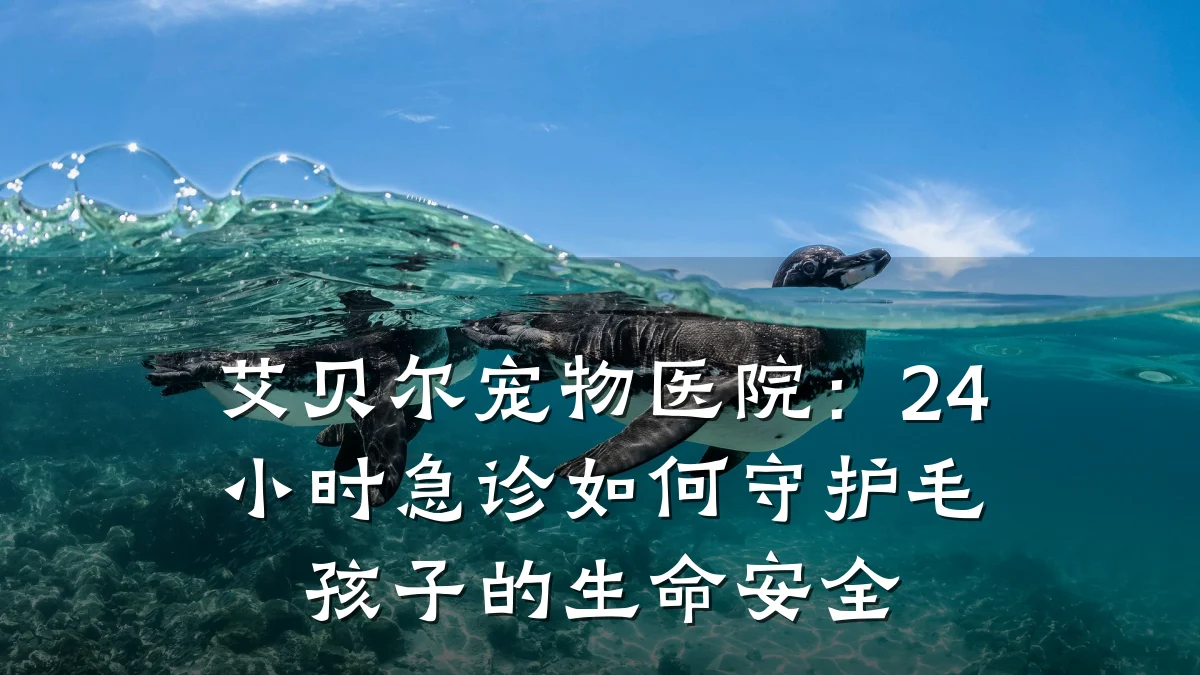 艾贝尔宠物医院：24小时急诊如何守护毛孩子的生命安全