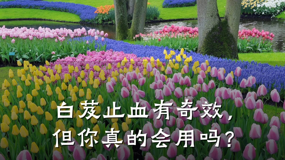 白芨止血有奇效，但你真的会用吗？