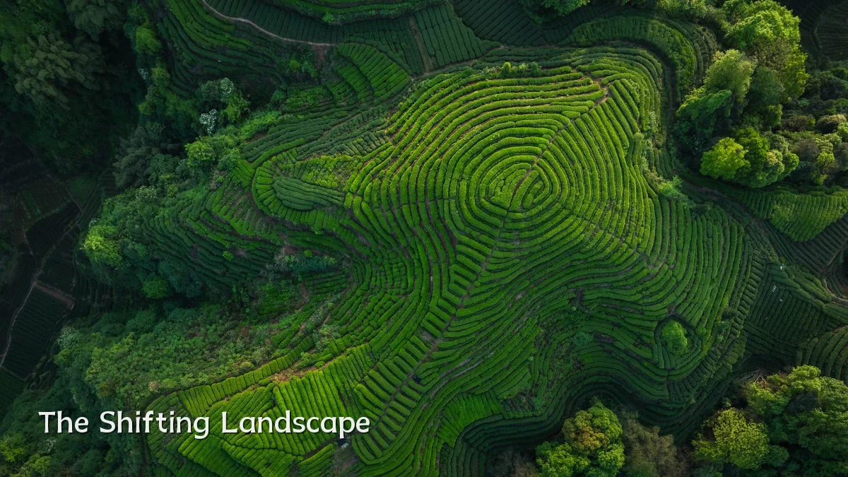 The Shifting Landscape