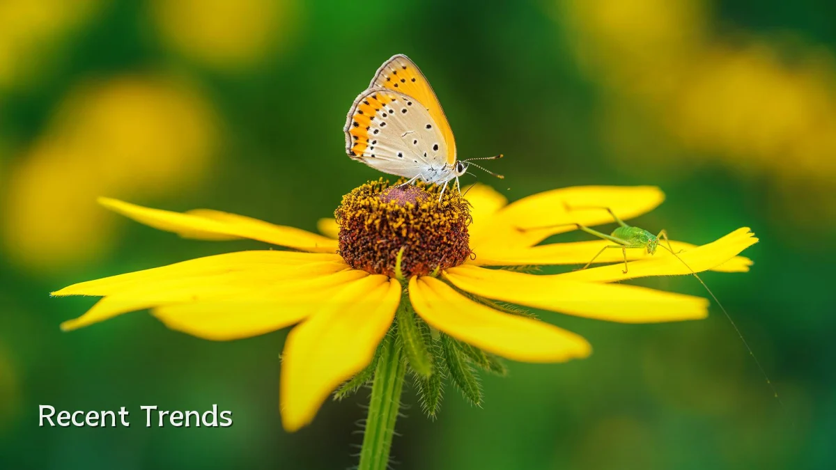 Recent Trends